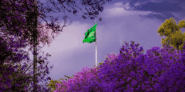 Abha is Purple & Blooming with Jacaranda Trees Right Now!