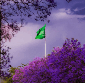 Abha is Purple & Blooming with Jacaranda Trees Right Now!
