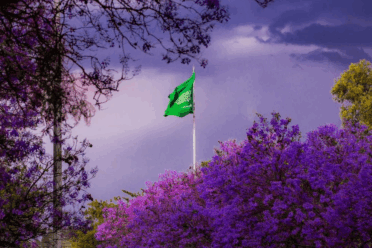 Abha is Purple & Blooming with Jacaranda Trees Right Now!