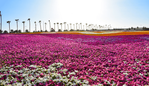 The flower festivals in Yanbu are a sight to be witnessed. (Credits: Arab News)