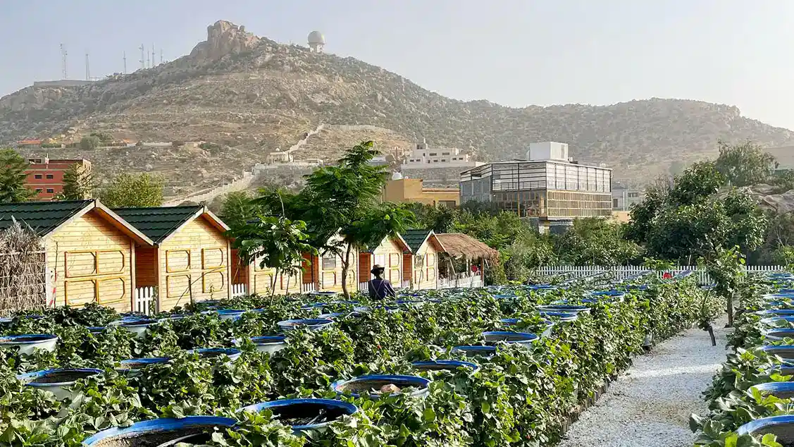 Farms in Riyadh for Nature Escapes and Weekend Retreats